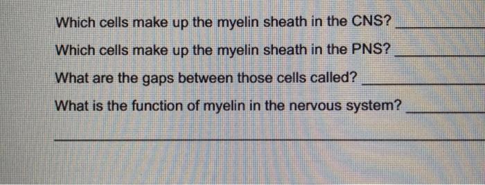 Solved Which cells make up the myelin sheath in the CNS? | Chegg.com