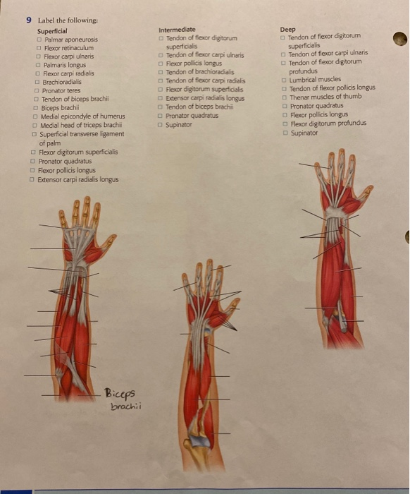 Solved 9 Label The Following: Superficial Palmar Aponeurosis 