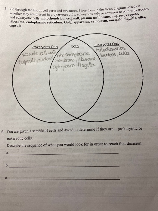 eukaryotic and prokaryotic cells venn diagram