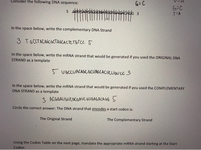 Solved using the codon table, translate the appropriate mRNA | Chegg.com