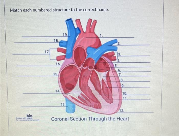 Solved Match each numbered structure to the correct name.