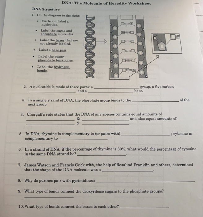Dna The Molecule Of Heredity Worksheet Dna Structure Chegg Com