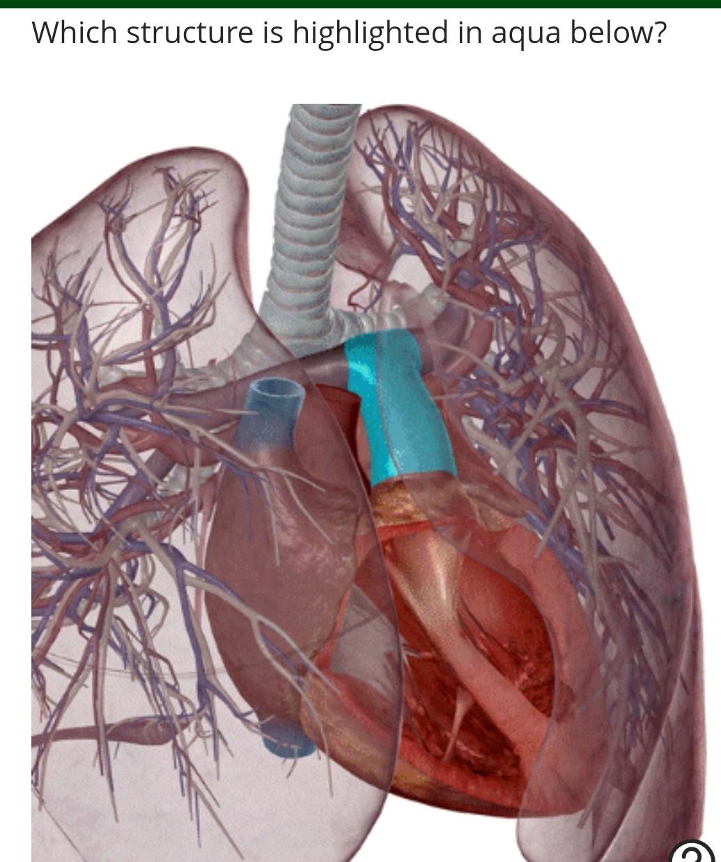 Solved Which structure is highlighted in aqua below? | Chegg.com