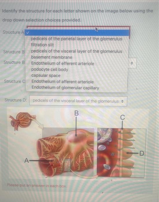 Solved Identify the structure for each letter shown on the | Chegg.com