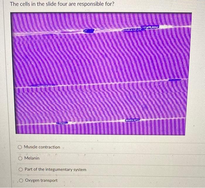 Solved In slide 7 , the epithelium is adapted for diffusion,