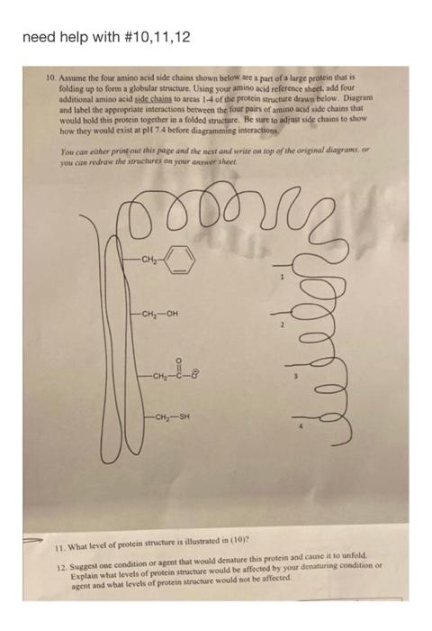 Solved need help with #10,11,12 10. Assume the four amino | Chegg.com