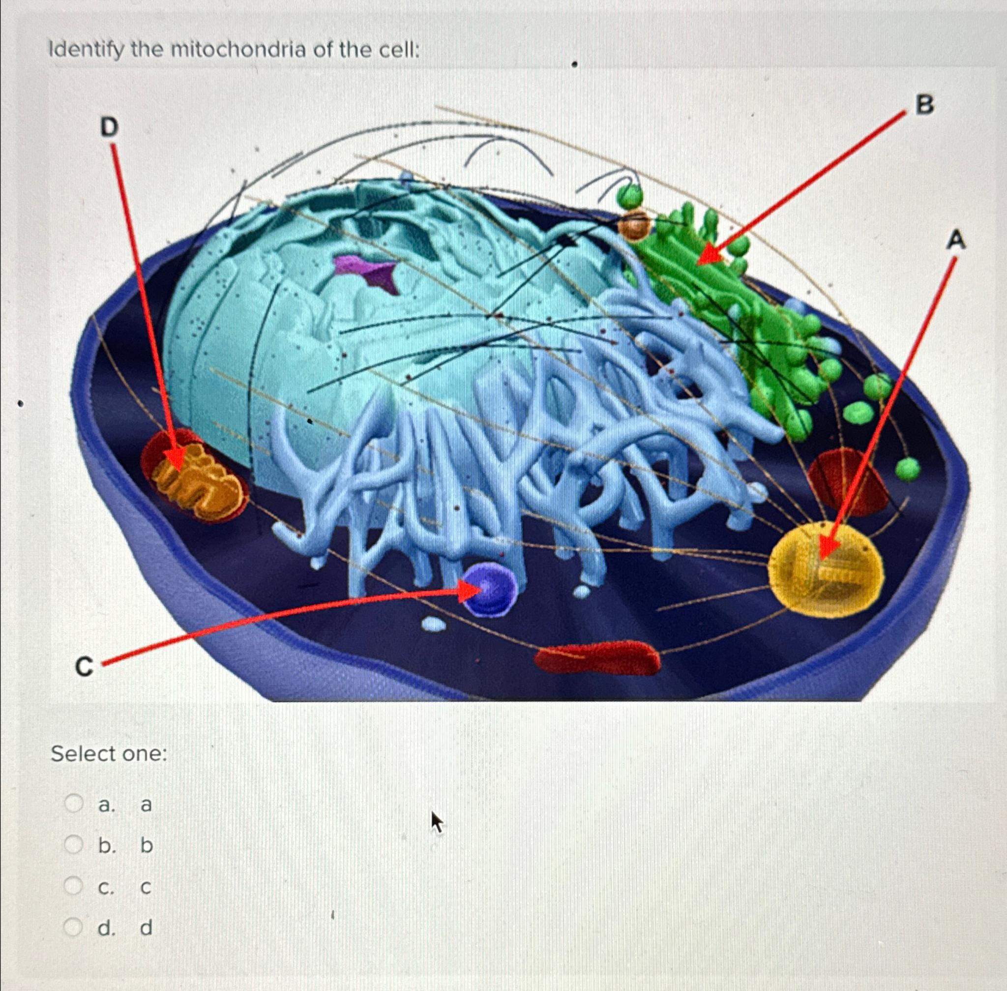 Solved Identify the mitochondria of the cell:Select one:a. | Chegg.com