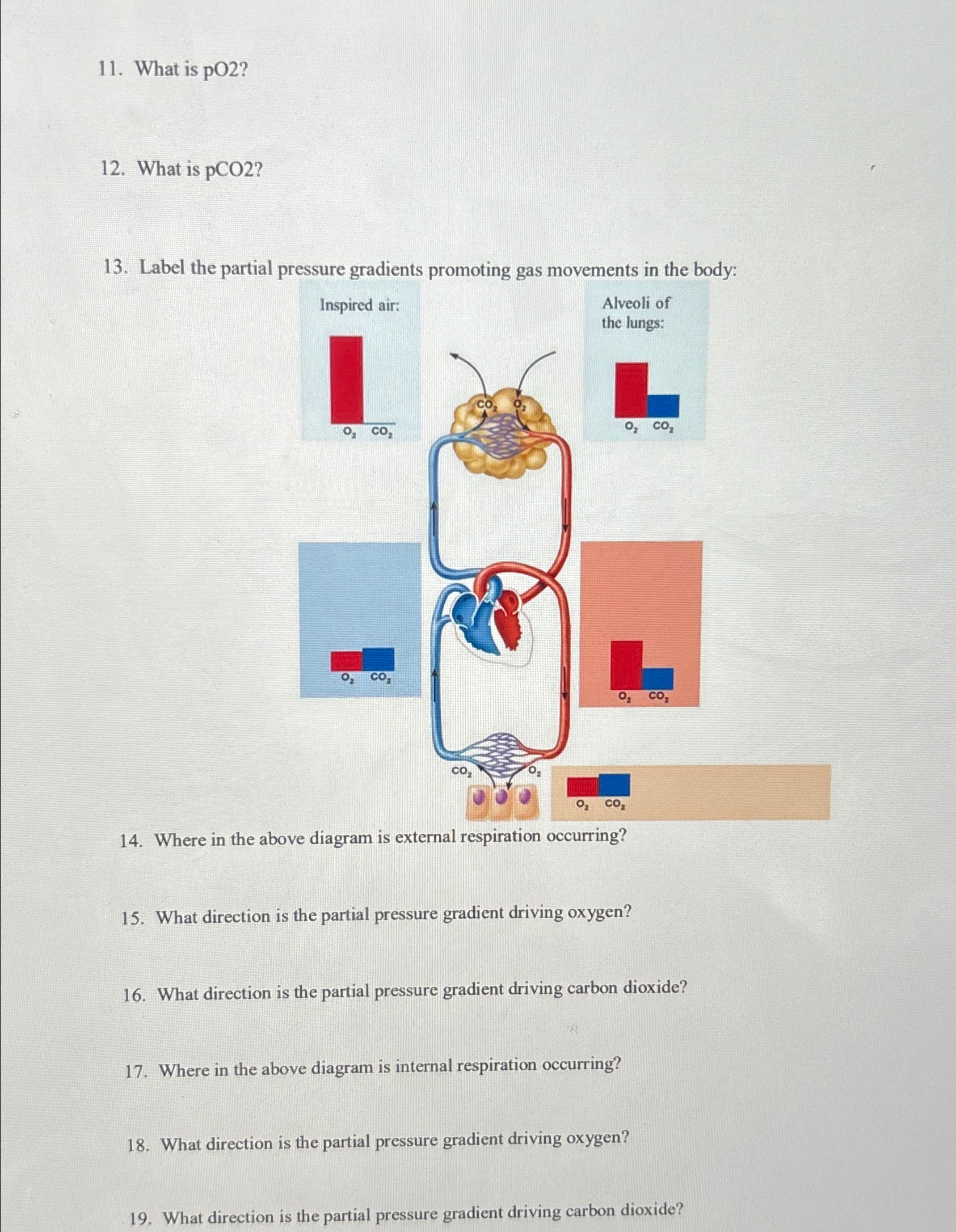 Solved What is pO2 ?What is pCO2 ?Label the partial pressure | Chegg.com