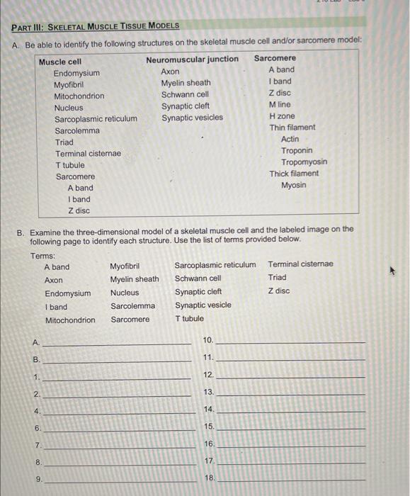 Solved PART III: SKELETAL MUSCLE TISSUE MODELS A. Be able to | Chegg.com