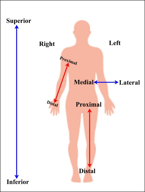 Anatomy And Physiology 2nd Edition Textbook Solutions | Chegg.com