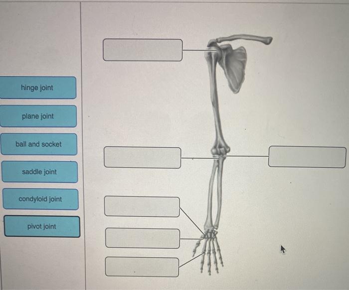Solved hinge joint plane joint ball and socket saddle joint