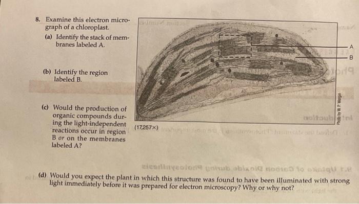 Solved 8. Examine This Electron Micro- Graph Of A | Chegg.com