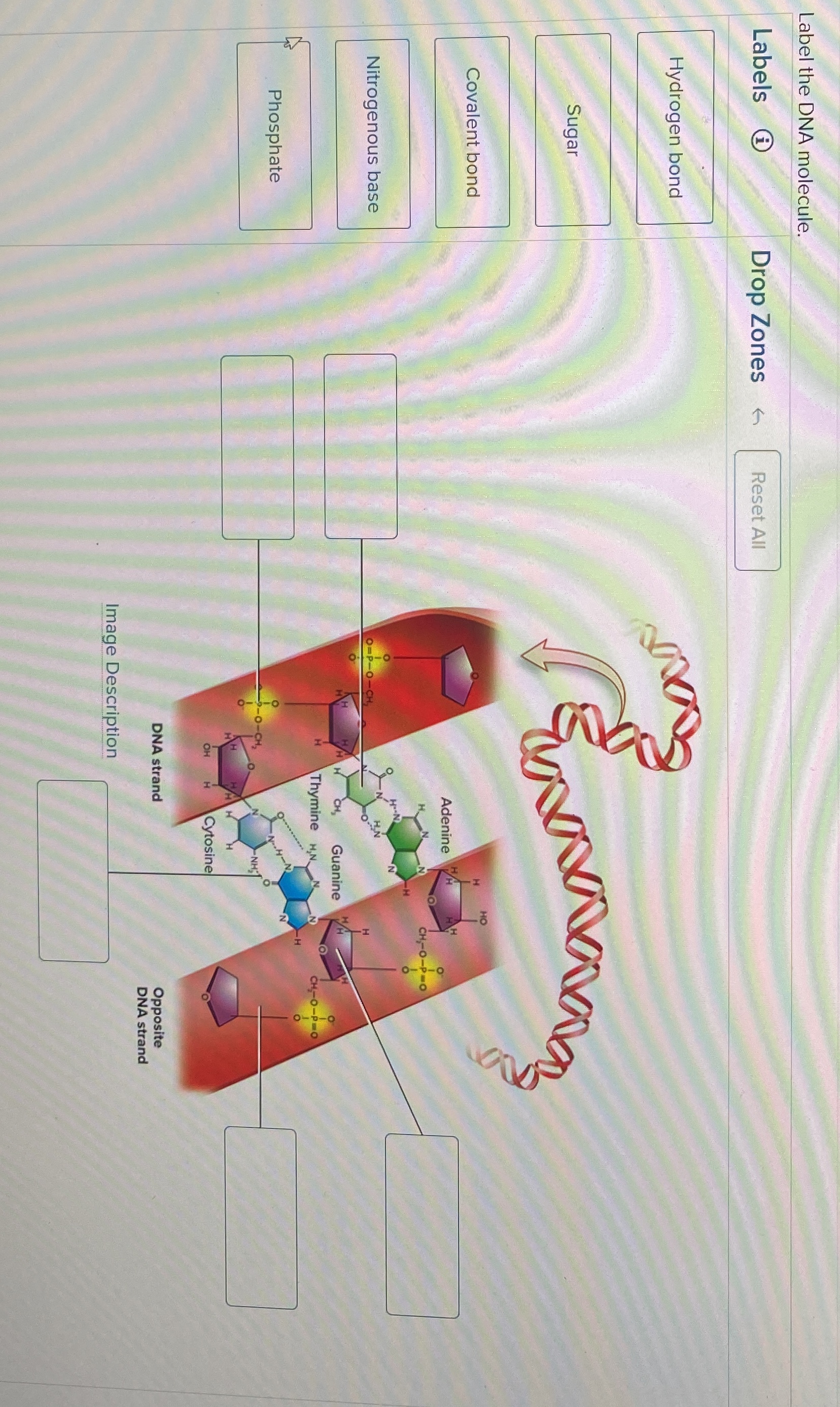 Solved Label the DNA molecule.Labels(i)Drop ZonesReset All | Chegg.com