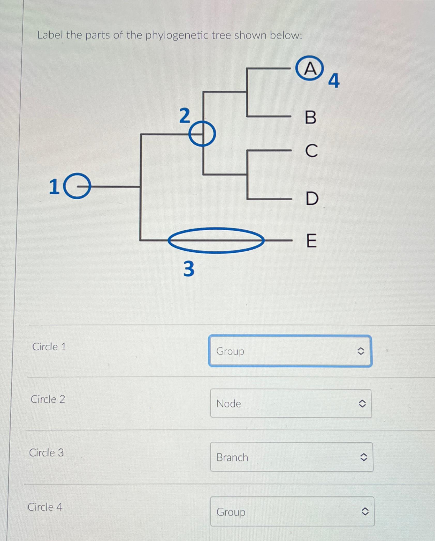 Solved Label The Parts Of The Phylogenetic Tree Shown | Chegg.com