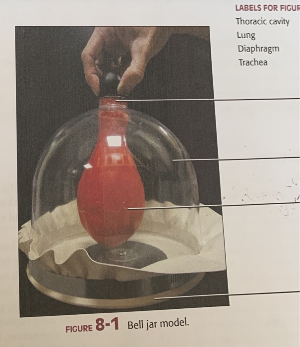 Bell Jar Model