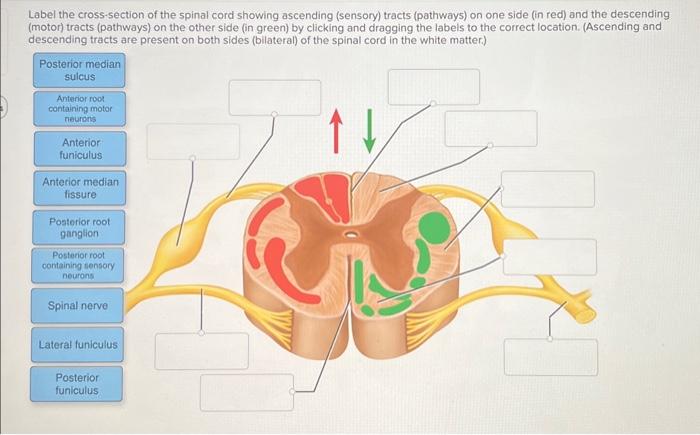 Label the cross-section of the spinal cord showing ascending (sensory) tracts (pathways) on one side (in red) and the descend