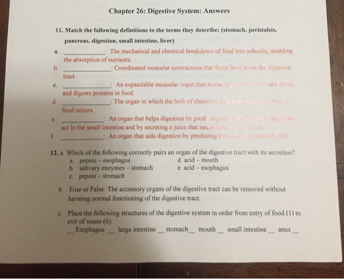 Chapter 26 Digestive System Answers 11 Match The Chegg Com