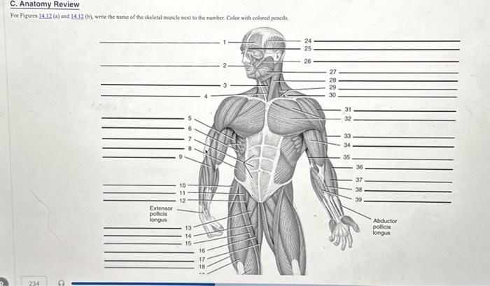 Solved R C. Anatomy Review For Figures 14.12 (a) and 14.12 | Chegg.com