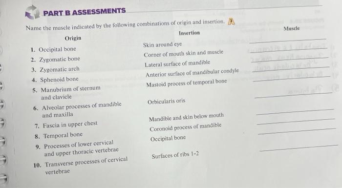 Solved PART B ASSESSMENTS Name the muscle indicated by the Chegg