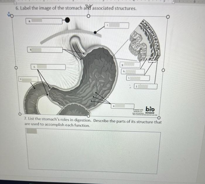 Solved 6. Label the image of the stomach and associated | Chegg.com
