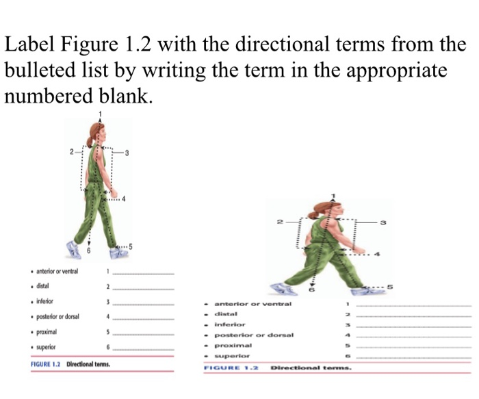 Solved 1. Label Figure 1.1, With The Appropriate Anatomical | Chegg.com