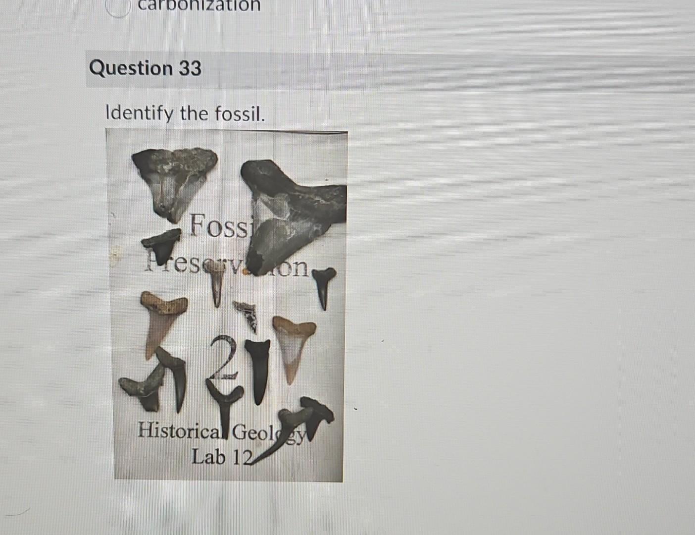 Solved Identify The Fossil. | Chegg.com