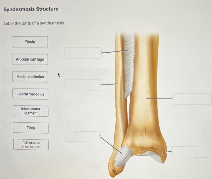 Syndesmosis Structure
Label the parts of a syndesmosis.
Fibula
Articular cartilage
Medial malleolus
Lateral malleolus
Interos