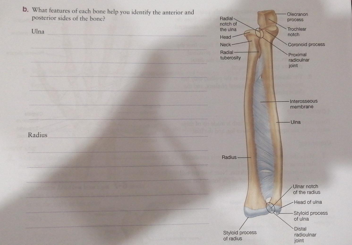 neck of ulna