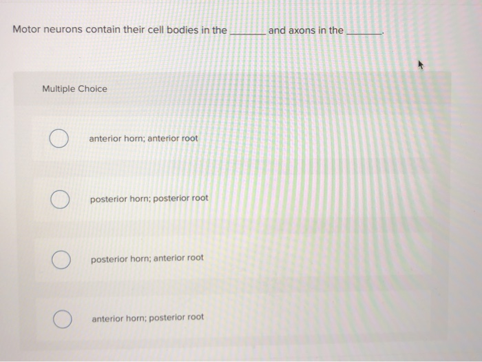 Solved motor neurons contain their cell bodies in the and | Chegg.com