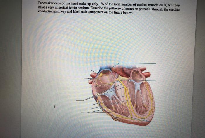 Solved Pacemaker cells of the heart make up only 1% of the | Chegg.com