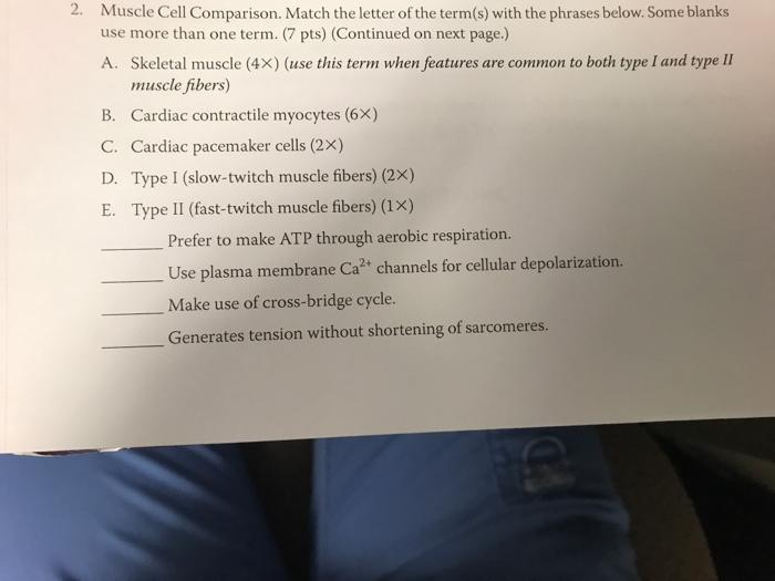 2. Muscle Cell Comparison. Match the letter of the term(s) with the phrases below. Some blanks use more than one term. (7 pts