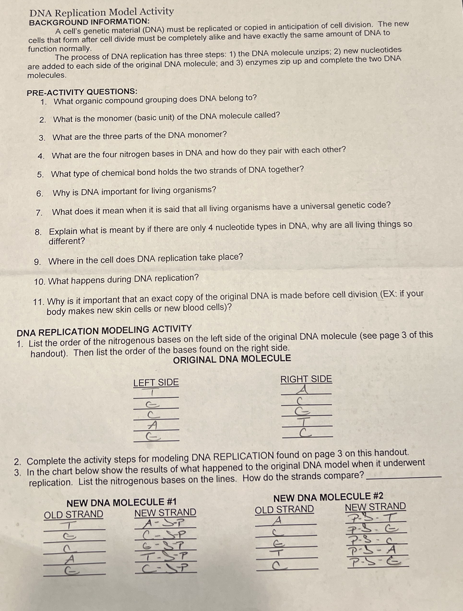 Solved DNA Replication Model ActivityBACKGROUND