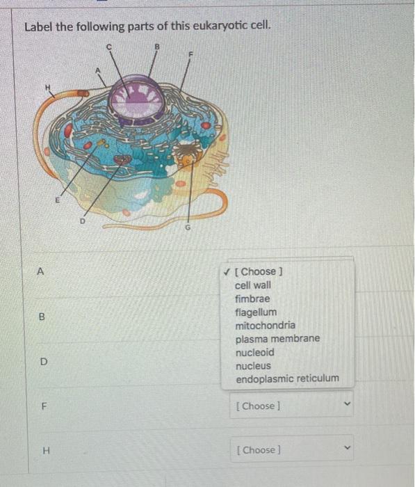 Solved Label the following parts of this eukaryotic cell.