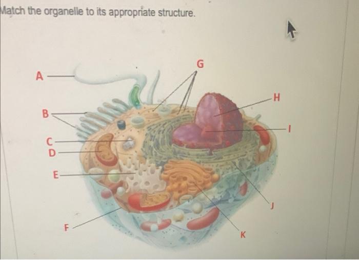 Solved Match the organelle to its appropriate structure. | Chegg.com