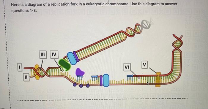 Solved Here is a diagram of a replication fork in a | Chegg.com