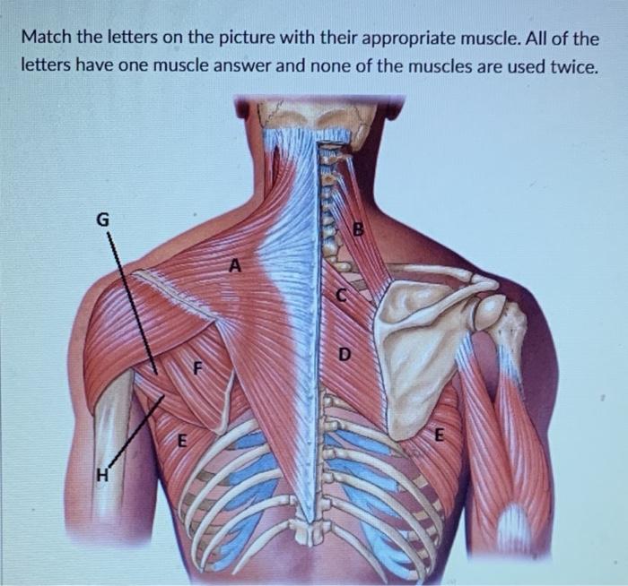 Solved Match the letters on the picture with their | Chegg.com