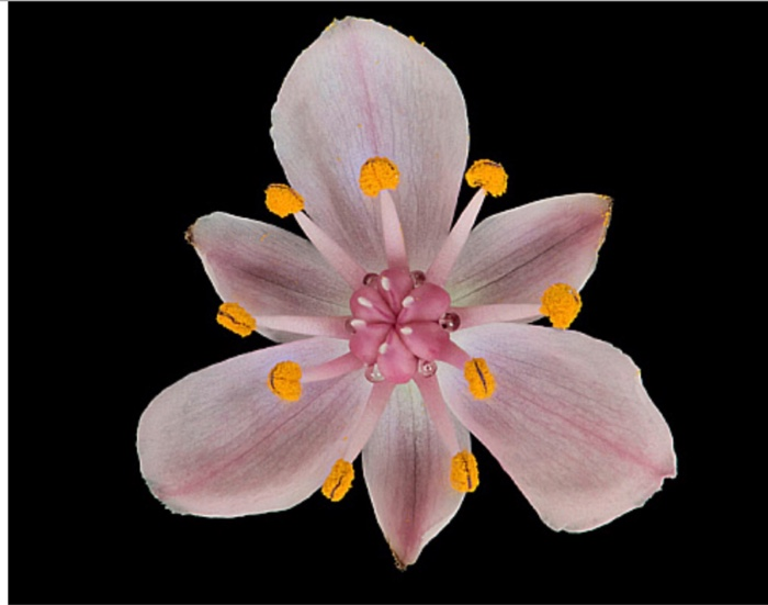 Solved Is this plant monocot, dicot or a gymnosperm?