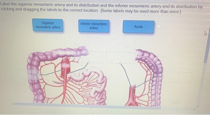 cranial mesenteric artery