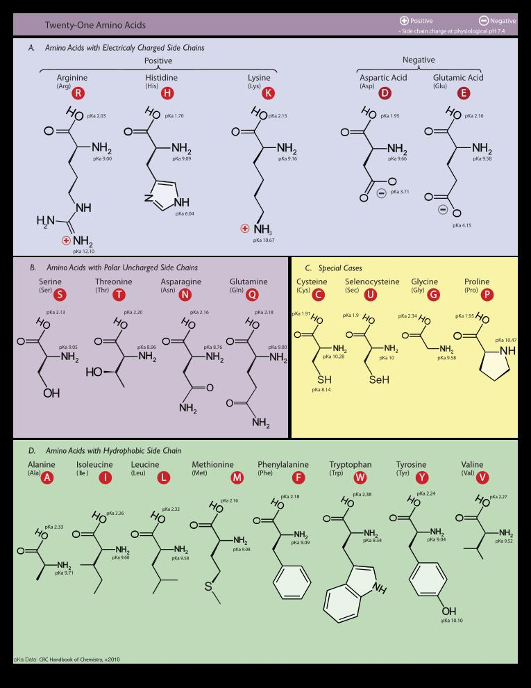 Solved A Transmembrane Protein Usually Has The Following 