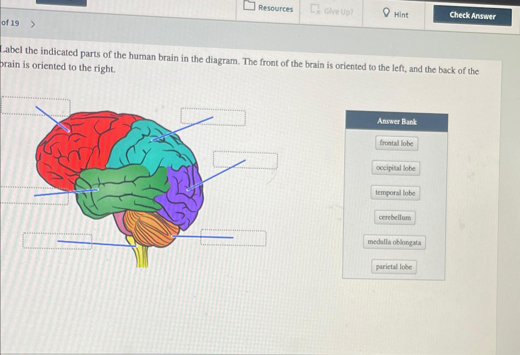Solved of 19\\nLabel the indicated parts of the human brain | Chegg.com