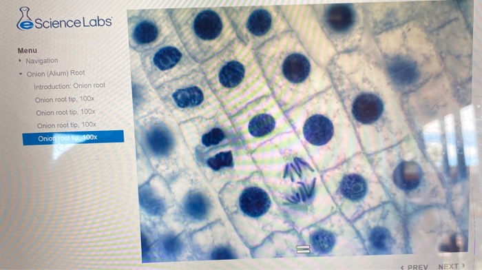 experiment of mitosis