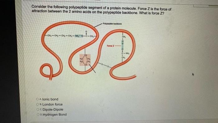 Solved Consider The Following Polypeptide Segment Of A | Chegg.com