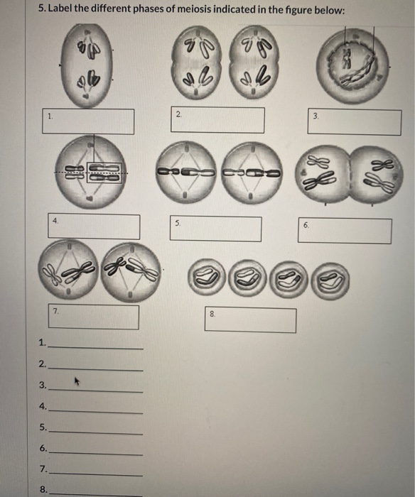 Solved Question 4 4. Consider a cell with 6 chromosomes that | Chegg.com