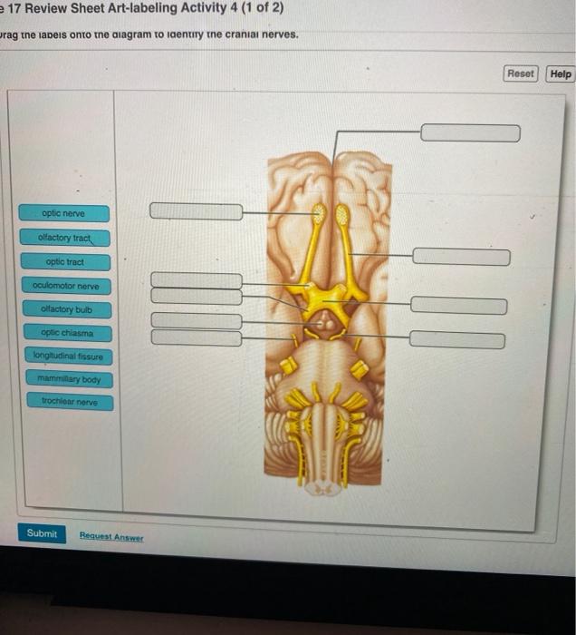 Exercise 7 Review Sheet – A Comprehensive Overview of the Skeleton