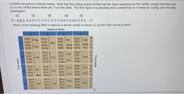 Solved AmRNA sequence is shown below. Note that the coding | Chegg.com