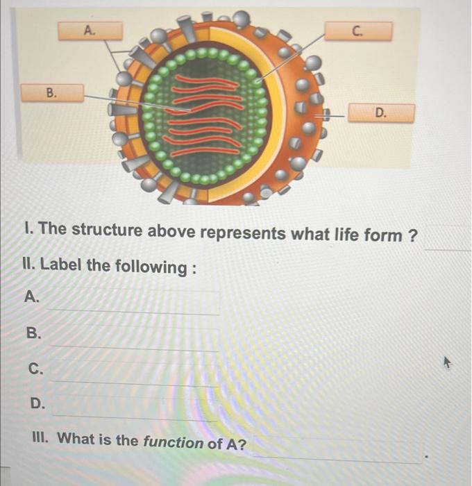 Solved I. The structure above represents what life form? II. | Chegg.com