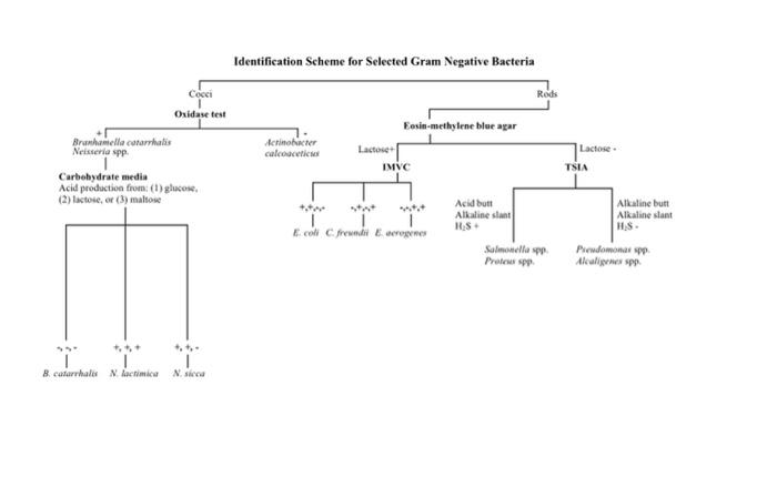 Solved Identification Scheme for Selected Gram Negative | Chegg.com