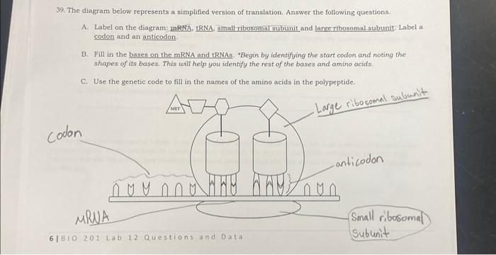 39. The diagram below represents a simplified version | Chegg.com