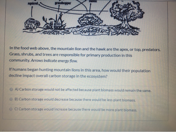 Solved Food Web mountain lion insect-eating bird Shane | Chegg.com