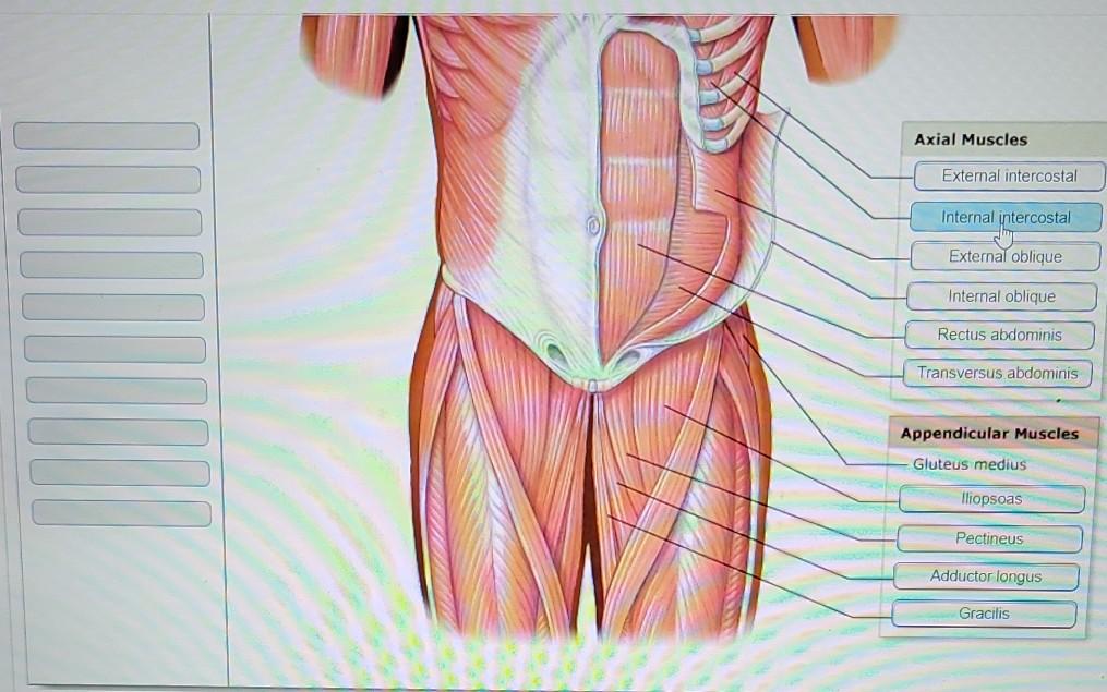 Pectineus Muscle Axial